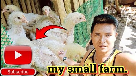 manok na panabong|Iba pa.